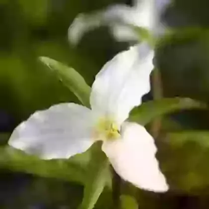 Grandiflorum